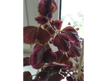 7 ������