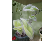 19 ������������