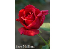 ���� Papa Meilland (�������� 9��).jpeg