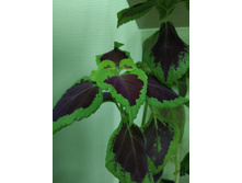 28 ������