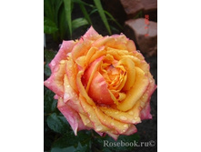 ���� Cherry Brandy �-����, 237���,(�������� 7��).jpg