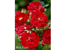 ���� Red Fairy  (�������� 6��).jpeg