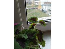 38 �������