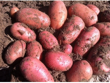 ��������� ��� ������� (2 �����������), 26,5��� (�������� 20��).jpg