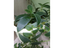 32 ������������