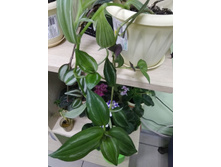 30 ������������