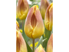 246,3 ���.������� ������� ����� (���������� ����������. � �������� 10��. ���� ������� �� ��������) �������� 1 ����..jpg