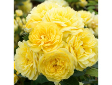 ���� Friesia ������, 237��� (�������� 4��).jpg