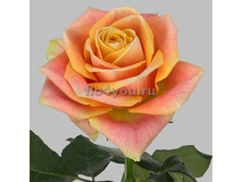 ���� Maracuya  �-������, 237��� (�������� 5��).jpg