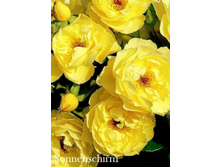 ���� Sonnenschirm (�������� 6��).jpeg