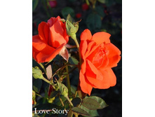 ���� Love Story (�������� 9��).jpeg