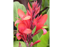 �����. ���� 40-60�