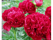 ������� ������ ���� ����������������.jpg