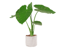 P034 Alocasia-gagaena.png
