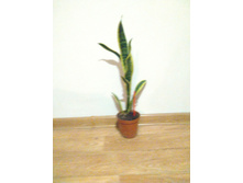 ����� �����