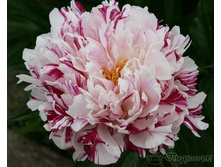 ����� ������ ���� ����������������.jpg