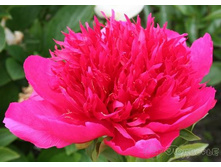 ���� ����� ������� ���� ����������������.jpg