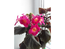 MMs Yanli ����������