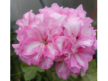 Zeebra Lee(������������)