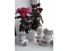 MMs Yanli ����������