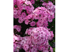 ����� Younigue Old Pink