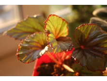 ������� ���� Beleaf Evening Glow