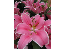 ����� ������-26,12 �������� 3��.jpg