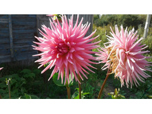 ������� �������. ������ �� 1�. ���� 50-60 �. � ����������� �� �������.