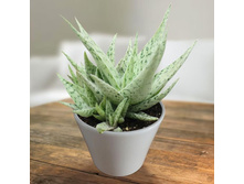 ���� �������� ( Aloe rauhii Snow Flake) - 400 ���.