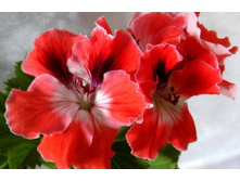 ���������� ��������. ���� ��������.