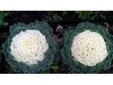 IMG 20191117 090428�.jpg