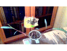 ��������� ��������