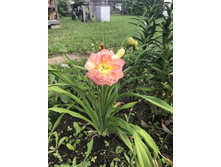 Siloam Double Classic � ���� 2019 ����   180 ���