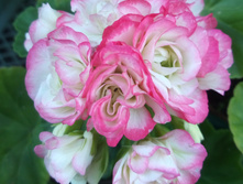 APLE BLOSSOM ROSEBUD