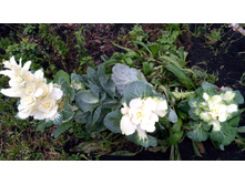 IMG 20191117 090421�.jpg