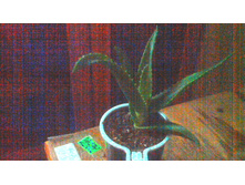 ���� ����