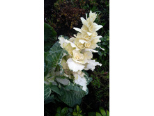 IMG 20191117 090301�.jpg