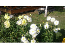 ������� ����� ���� My Lov . ���� 60�.