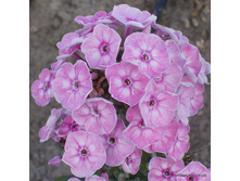 ����� Younigue Old Pink