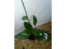 ���� EPC-973, 300�.