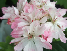 IMG 20190603 130948.jpg