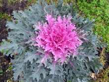 IMG 20191117 090515�.jpg