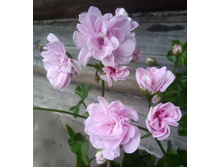 Mrs Martin(������������)