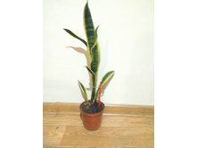 ����� �����2