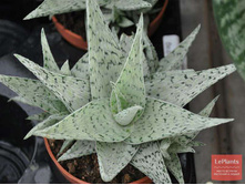 ���� �������� ( Aloe rauhii Snow Flake) -