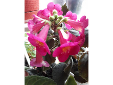 MMs Yanli ����������