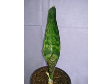 Masoniana Victoria