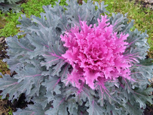 IMG 20191117 090502�.jpg