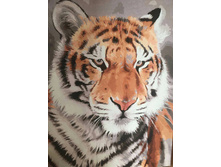 ������� �� ������� 40�50 - ������ ���� ������� ����: 300 � �������: GX27473 �����: RADUGA (Paintboy)