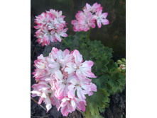 Pamella Vaudhan (�������)